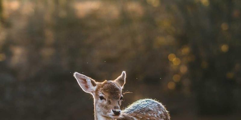 跨越千里，服务零时差：河南吉高机械设备远程运维服务模式深度解析